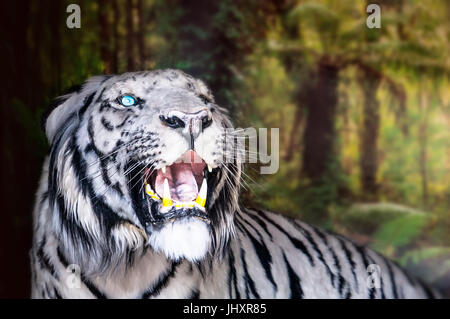 die weißen Tiger knurrt. großen Eckzähne. Doff Stockfoto