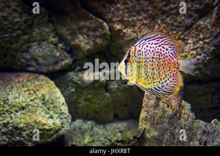 Schöne Fische im Aquarium, Goldfisch, Aquarium, ein Fisch auf dem Hintergrund der Wasserpflanzen. Stockfoto