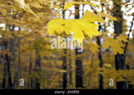 Eine Nahaufnahme von einem hängenden gelben Ahornblatt bietet Kontraste an den Bäumen im Hintergrund in Cleveland, Ohio Metroparks. Stockfoto