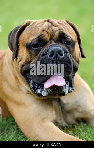 Eng English Mastiff Hund grünen Sommer Gras Stockfoto