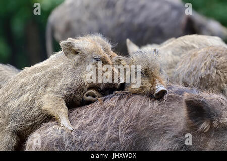 Kleinen Wildschwein in den Wald im Frühling Stockfoto