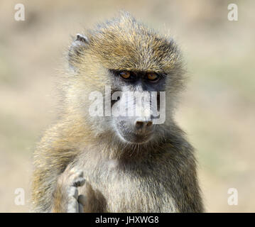 Enge Pavian in Nationalparks in Kenia, Afrika Stockfoto