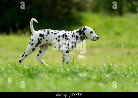 Entzückende Dalmatiner Hund im Freien im Sommer Stockfoto