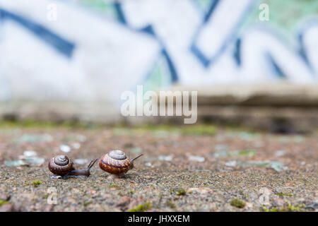 Gruppe von kleinen Schnecken Stockfoto