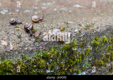 Gruppe von kleinen Schnecken Stockfoto