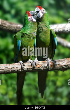 Papagei Vogel (schwere ARA) sitzt auf dem Ast Stockfoto