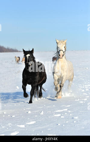 Pferd läuft Galopp auf dem Winter-Feld Stockfoto