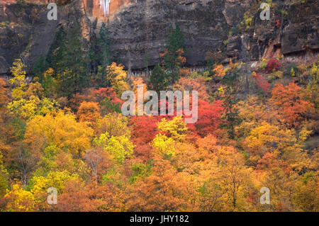 Bäume ändern Farben am Ende einer steilen Felswand im Zion National Park. Stockfoto