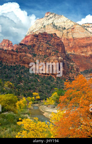 Beobachtungspunkt aus der Grotte beherbergt eine Farbpalette reichen Herbst und Sandstein im Zion National Park. Stockfoto