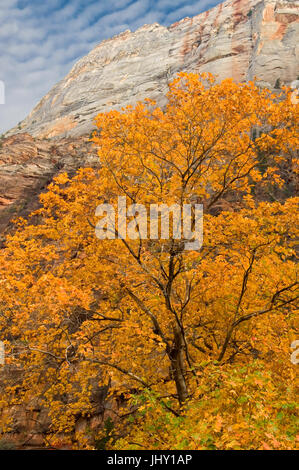 Eine Felsformation, bekannt als die großen weißen Thron Türme über einen brillanten gelbe Box Elder Baum im Zion National Park. Stockfoto