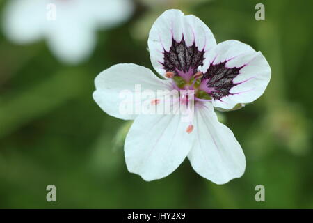 Black-Eyed des Reihers Bill "Erodium Glandulosum", (ehemals Erodium Petraeum Glandulosum), Blüte Ende Mai in einem englischen Rock-Garten Stockfoto