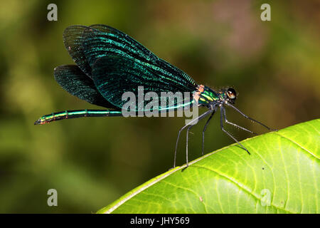 Männchen der blauen Flügel Pracht Libelle, Calopteryx Virgo, Männchen der Blauflügelprachtlibelle Stockfoto