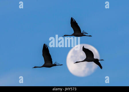 Kran, schlaff Slack, Kranich (Grus Grus) Stockfoto