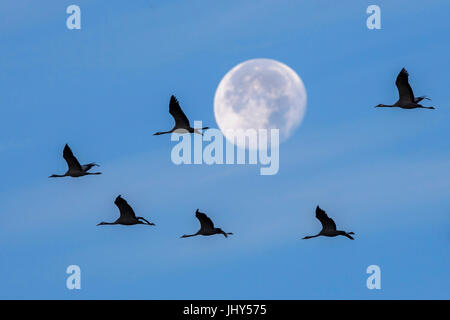 Kran, schlaff Slack, Kranich (Grus Grus) Stockfoto