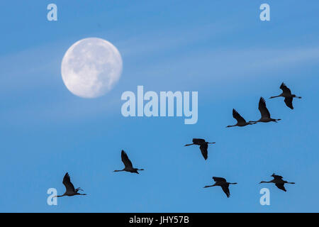 Kran, schlaff Slack, Kranich (Grus Grus) Stockfoto