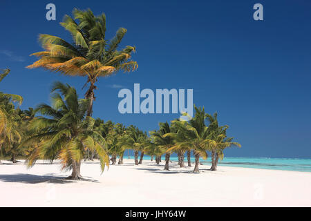 Kokospalmen am Sandstrand mit Punta Cana, Dominikanische Republik, Karibik - Kokospalmen am Strand in der Nähe von Punta Cana, Dominikanische Republik, C Stockfoto