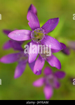 Deutscher Enzian (Gentianella Germanica), Österreich, Niederösterreich, Naturschutzgebiet? Tscher Genmab? Uer - Gentianella Germanica, Österreich, Niederösterreich,? Tsch Stockfoto