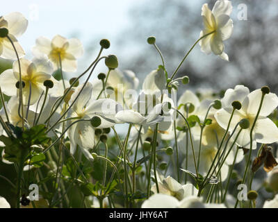 Herbst-Anemone, Anemone Altaica - Anemone Anemone Altaica, Herbstanemone, Anemone Altaica - Anemone Anemone altaica Stockfoto