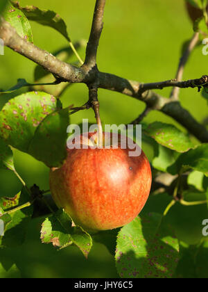 Roter Apfel hängt an einem Baum - roter Apfel auf dem Baum, Roter Apfel Hängt ein Einem Baum - roter Apfel auf einem Baum Stockfoto