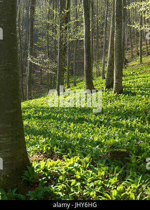 Bärlauch in der Laubwald - Bärlauch, Baerlauch Im Laubwald - Bärlauch Stockfoto