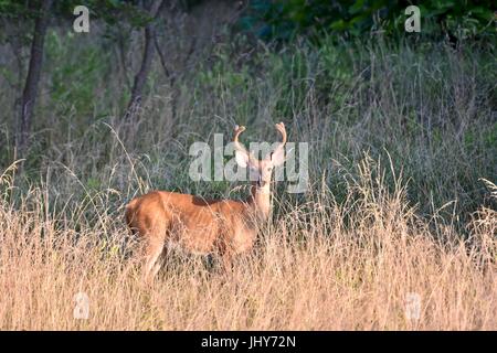 White-tailed Bock Reh im Velvet (Odocoileus Virginianus) Stockfoto