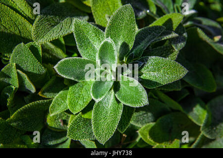 Lämmer Ohren Pflanze Closeup mit grünen Blättern, die aussehen wie bereift. Licht- und Schattenspiel. Geringe Schärfentiefe Stockfoto