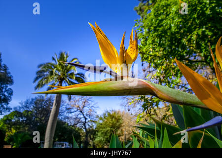 Paradiesvogel Blume Closeup im Royal Botanic Gardens, Melbourne, Australien Stockfoto