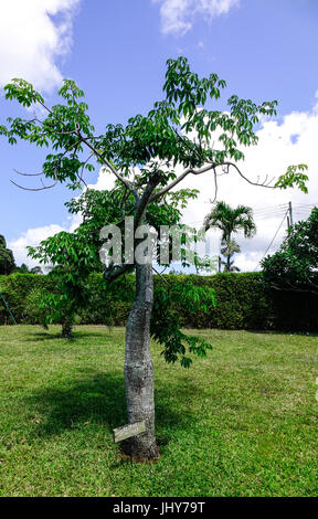 Baobab-Baum unter blauem Himmel im Botanischen Garten in Port Louis, Mauritius. Stockfoto