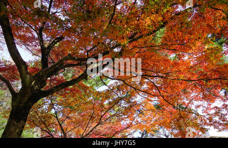 Rot-Ahornbäume im Park Nara in Japan. Nara-Park ist ein großer Park im zentralen Nara. Im Jahr 1880 gegründet, ist es der Ort von vielen der wichtigsten Wachstumspotential Stockfoto