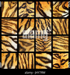 Sammlung von Tiger Fell Details, strukturiert von Leder für Ihr Design, bunte Zusammensetzung echte Tiere Stockfoto