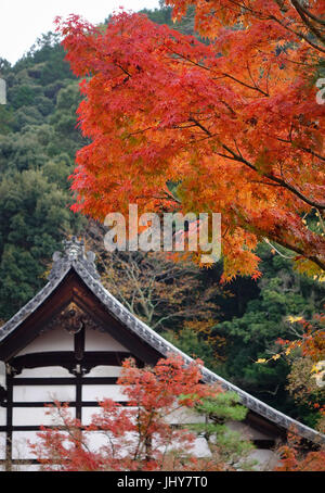 Herbstliche Bäume mit Main Hall der Eikando Tempel in Kyoto, Japan. Eikando Zenrinji Tempel befindet sich in der oberen Mitte östlich der Stadt Kyoto. Stockfoto