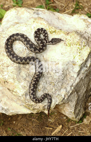 bunte männlichen Nase Hornotter sonnen sich auf Felsen (Vipera Ammodytes, gefährlichen und giftigen weit verbreitete europäische Schlangen) Stockfoto