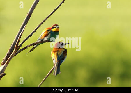 paar der Europäischen Bienenfresser auf Zweige stehen in der Nähe von der Kolonie (Merops Apiaster) Stockfoto