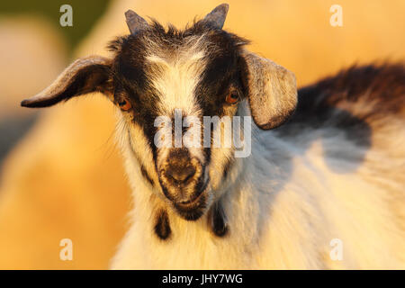 süße junge gesprenkelte Ziege Porträt in die Kamera schaut Stockfoto