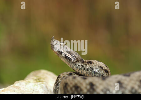 gefährliche europäische Schlange bereit zum Angriff auf einem Felsen (Nase Hornotter Vipera Ammodytes) stehend Stockfoto