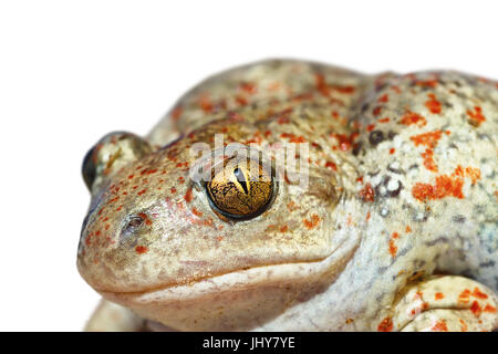 Porträt von Knoblauch Kröte oder gemeinsame katzenähnliche, isoliert auf weißem Hintergrund (Pelobates Fuscus) Stockfoto