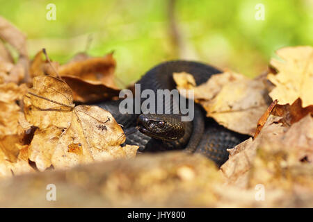 Nikolski schwarze Viper versteckt unter den verblichenen Blätter, natürlichen Lebensraum (Vipera Berus Nikolskii) Stockfoto