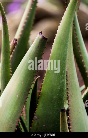 Nahaufnahme der Aloe Vera Pflanze in Addis Abeba, Äthiopien Stockfoto