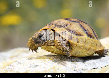 Testudo Graeca zu Fuß auf einem Felsen im natürlichen Lebensraum, erwachsenes Tier (Sporn-thighed oder griechische Schildkröte) Stockfoto