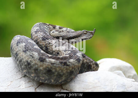 VIpera Ammodytes sonnen sich auf einem Felsen (lange Nase Viper, die gefährlichste weit verbreitete europäische Schlange) Stockfoto