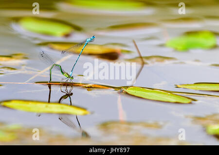 Coenagrion Pulchellum, Azure Damselfly Paarung Prozess Stockfoto