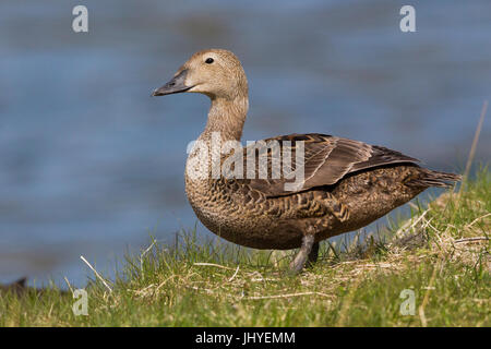 König Eider, Weiblich, stehend auf dem Rasen Stockfoto