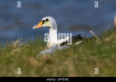 König Eider, unreife Männer sitzen auf dem Rasen Stockfoto