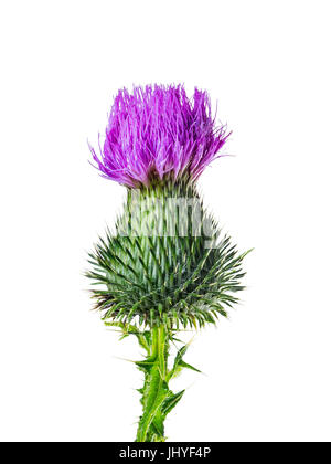 Milch Distel Blume Medizin Kraut Isolated on White Stockfoto