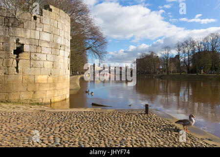 York Blick auf Enten am Fluss Ouse und Blick zur Lendal Bridge in der historischen Stadt von Yorkshire uk Stockfoto