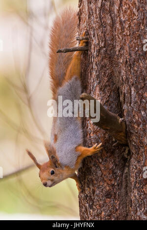 Eichhörnchen (Sciurus Vulgaris), Erwachsene an einem Baum Rinde absteigend Stockfoto