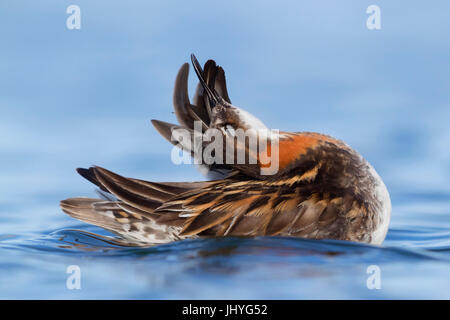 Red-necked Phalarope (Phalaropus Lobatus) Stockfoto