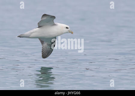 Nördlichen Fulmar (Fulmarus Cyclopoida Auduboni), Erwachsene im Flug Stockfoto