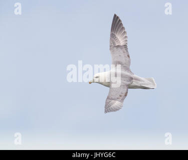 Nördlichen Fulmar (Fulmarus Cyclopoida Auduboni), Erwachsene im Flug Stockfoto