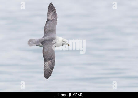 Nördlichen Fulmar (Fulmarus Cyclopoida Auduboni), Erwachsene im Flug Stockfoto